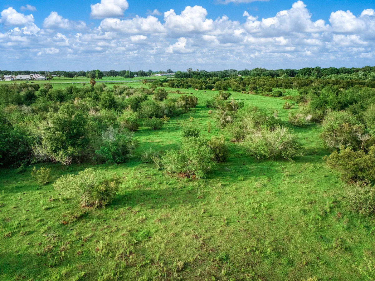 Trees and low vegetation across open green land.