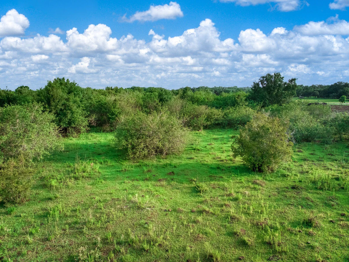 Trees and shrubs growing across grassy land.