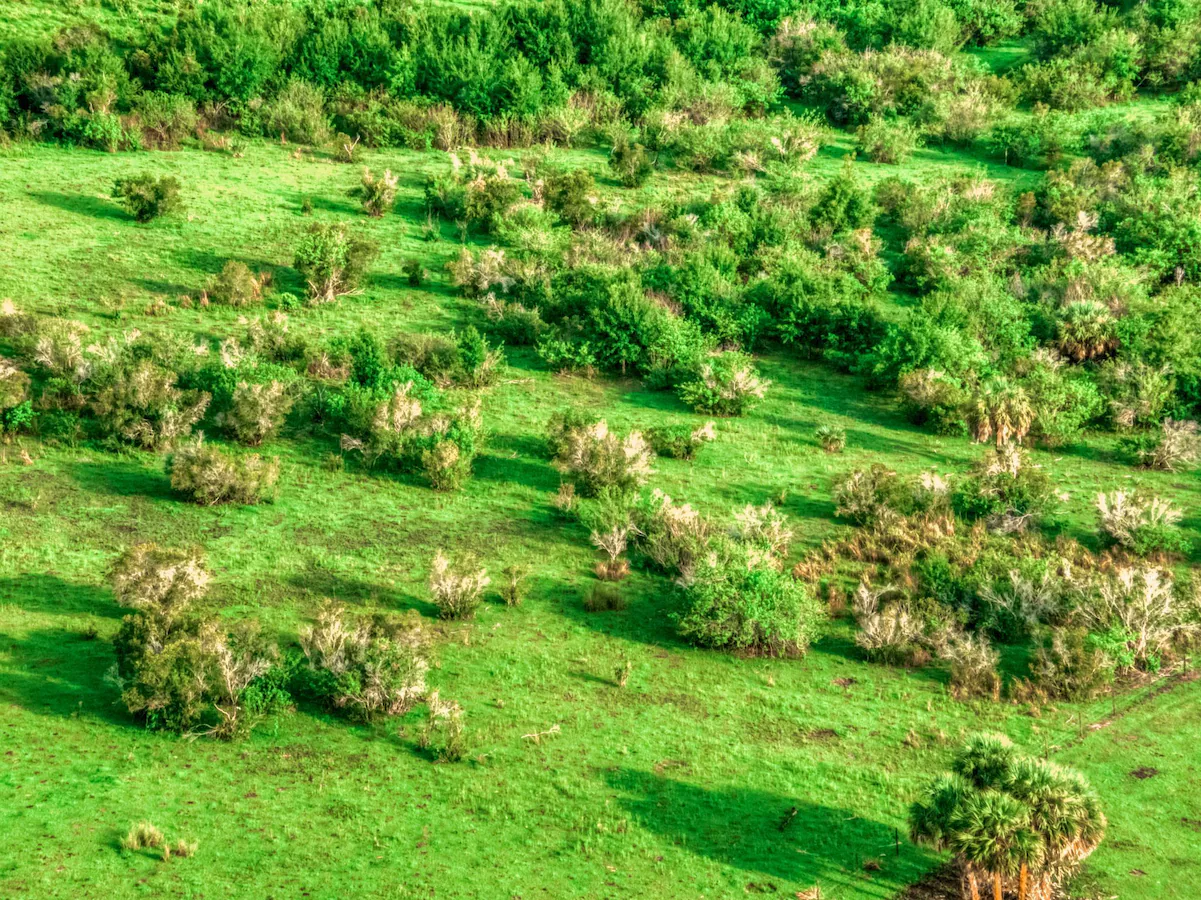 Overhead view of trees and shrubs on green land.