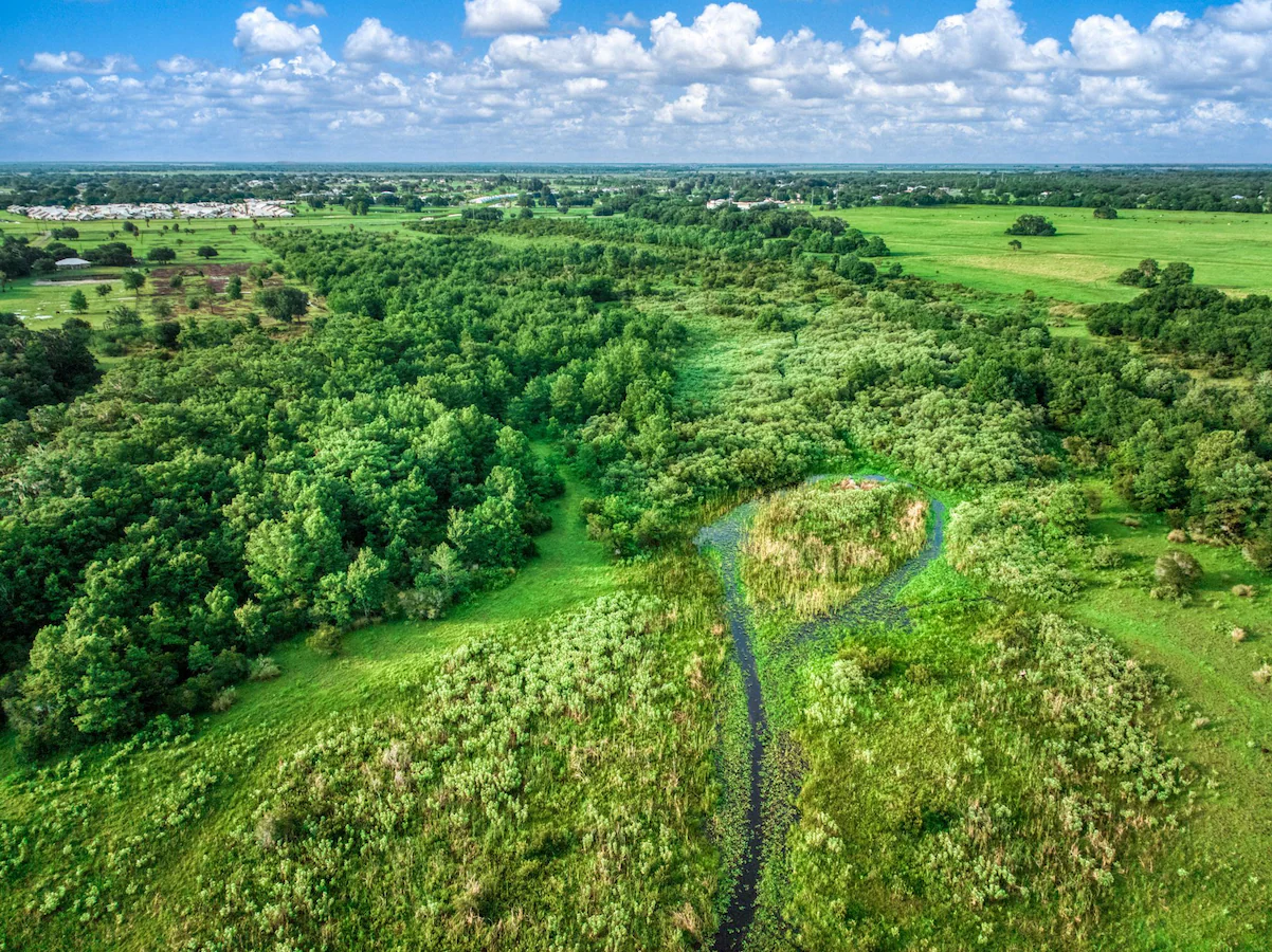 Aerial view of trees and grassy clearings.